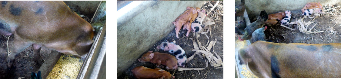 Images of tropical backyard piglets