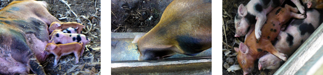 Images of young tropical backyard
          piglets