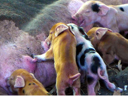 Image of newly born tropical backyard
        piglets