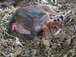 Image of newly born tropical backyard piglets