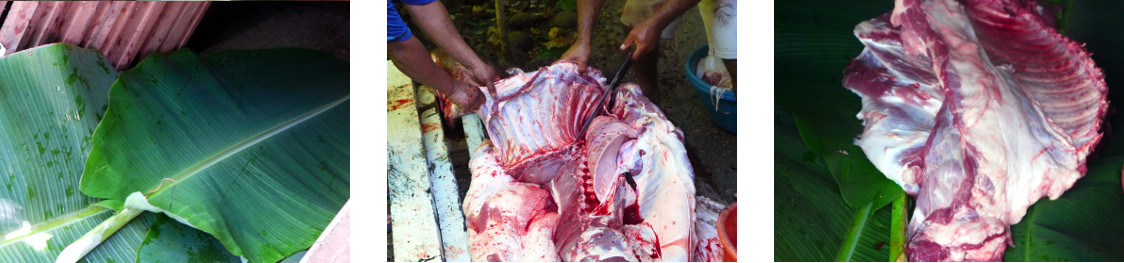 Images of tropical backyard boar being butchered