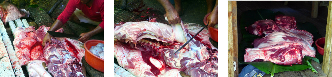 Images of tropical backard boar being butchered