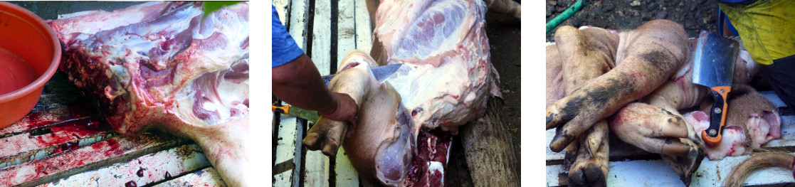 Images of slaughtered tropical backyard boar being
            dismembered