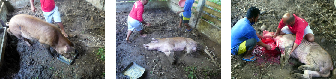 Images of tropical backyard boar being
        humanely killed