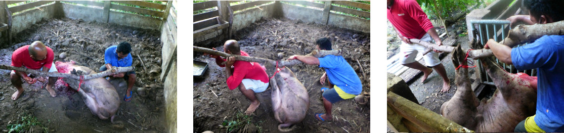 Images of dead tropi9cal backyard boar
        being moved for butchering