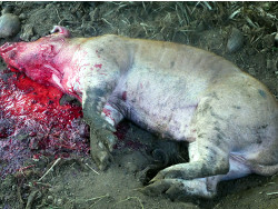 Image of slaughtered tropical backyard boar