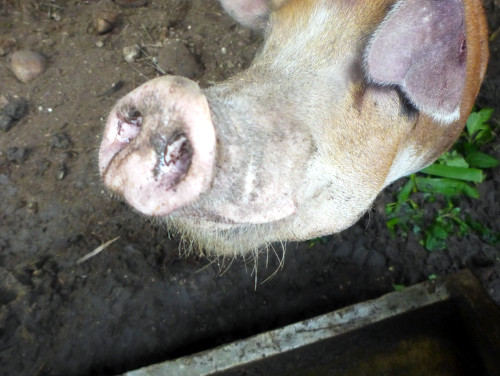 Image of tropical backyard pig