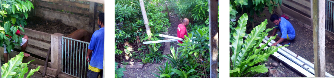 Images of preparations before
        butchering a tropical backyard boar