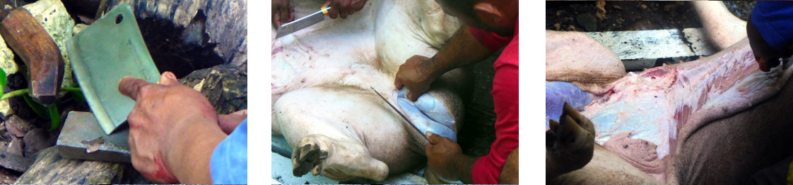 Images of tropical backyard boar being skinned