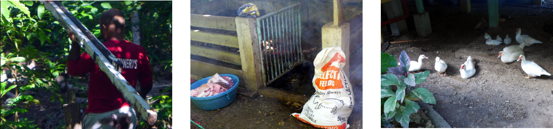 Images of tidy tropical backyard after pig butchering