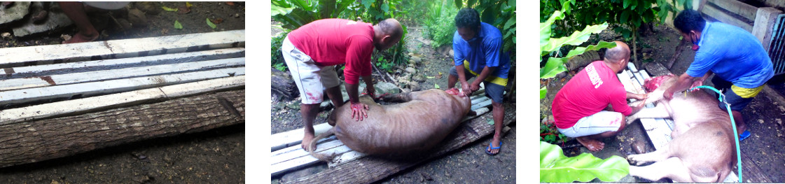 Images of tropical backyard boar being washed and
          cleaned before butchering