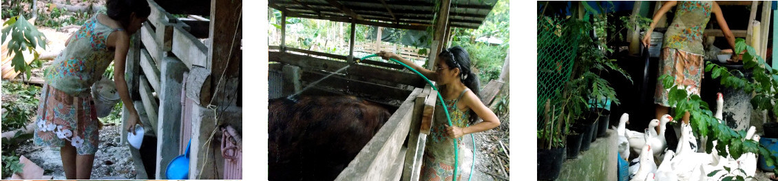 Imagws of woman working in tropical home