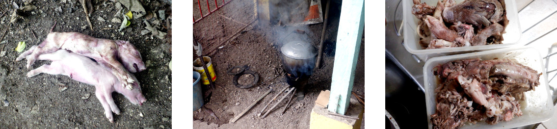 Images of tropical backyard
            piglets cooked for cat food after dying shortly after birth