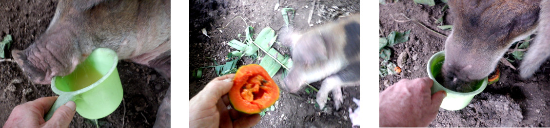 Images of reviving an exhausted tropical
                backyard sow after farrowing the night before