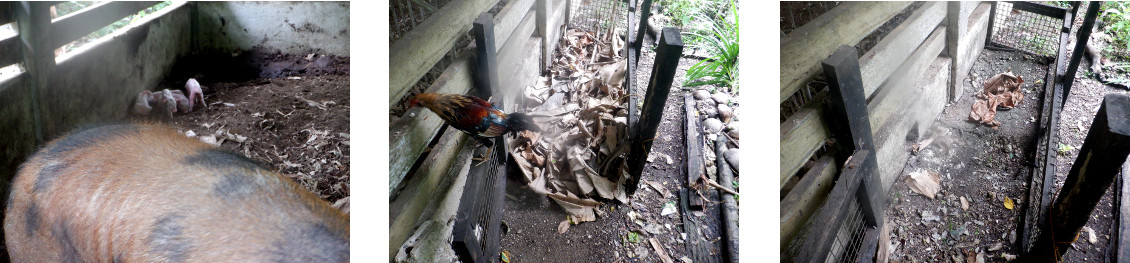 Images of excess nesting materialremoved
                    from area around tropical backyard pigpen after
                    farrowing