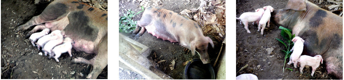 Images of tropical backyard sow
            with piglets