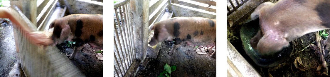 Images of tropical backyard sow