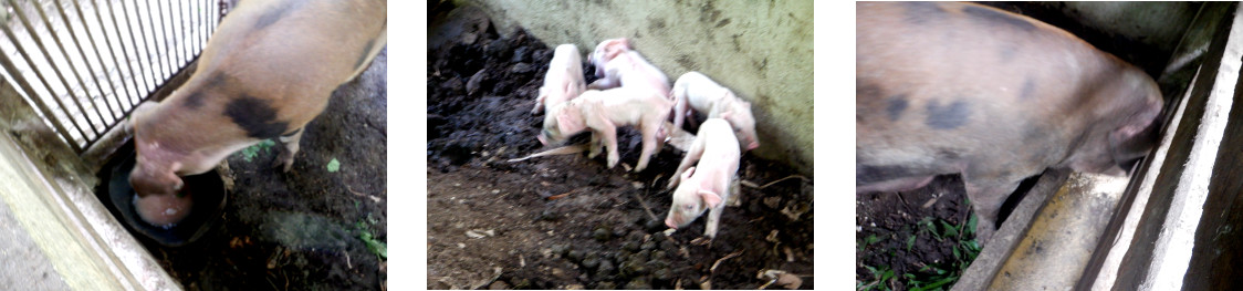 Images of tropical backyard sow
            with piglets