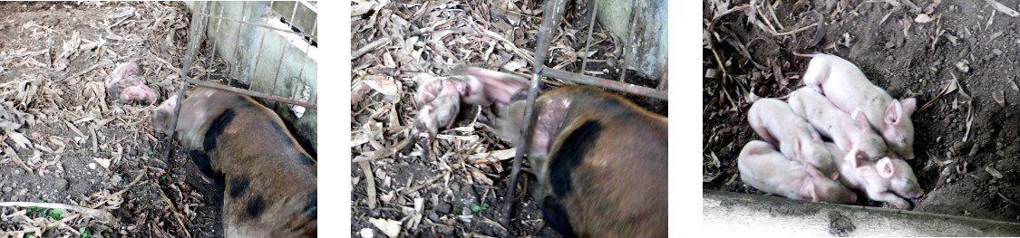 Images of tropical backyard sow sleeping