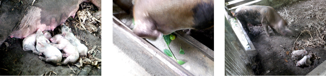 Images of tropical backyard
            piglets one week after the day they were born