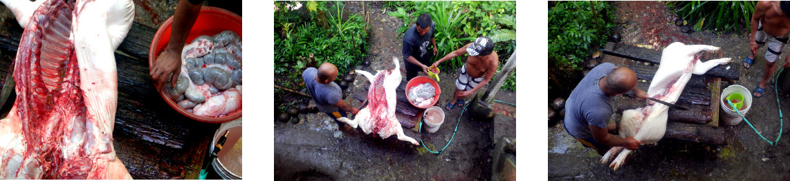 Images of tropical backyard pig being butchered