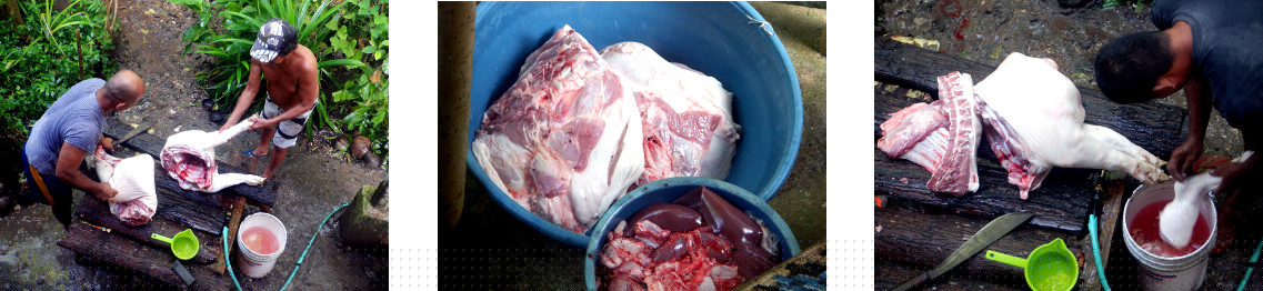 Images of tropical backyard pig being
        butchered