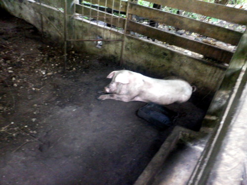 Images of tropical backyard Piglet