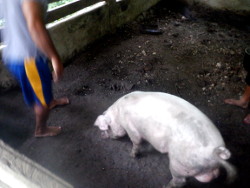 Image of tropical backyard piglet