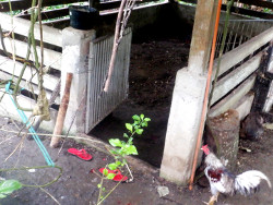 Image of empty tropical backyard pig
          pen