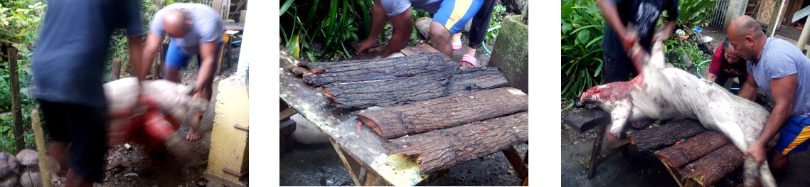 Images of moving a recently slaughtered tropical
        bnackyard pig to butchering area