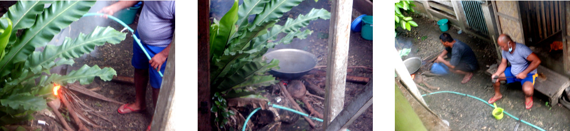 Images of preparing to butcher a
        tropical backyard pig