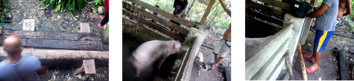 Images of preparing to butcher a tropical backyard pig