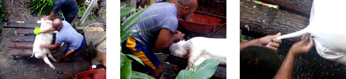 Images of slaughtered tropical backyard pig being shaved
        before butchering