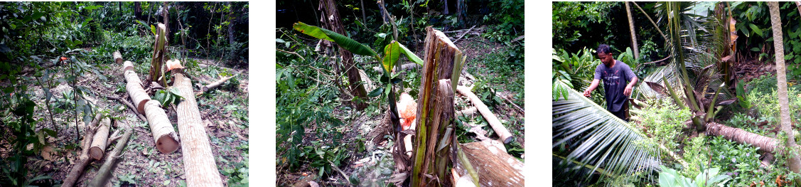 Images of cleaning up after tree felling in tropical
            bacyard garden