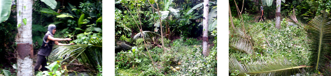 Images of clearing up after recent tree felling in
            tropical backyard