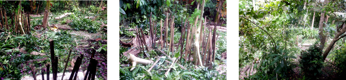 Images of mess after cutting trees in tropical
            backyard