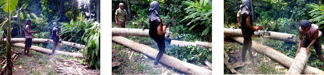 Images of cutting up felled tree in tropical
            backyard