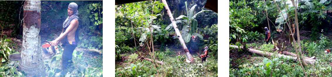 Images of tree felling in tropical backyard