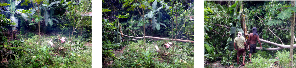 Images of tree cutting in tropical backyard