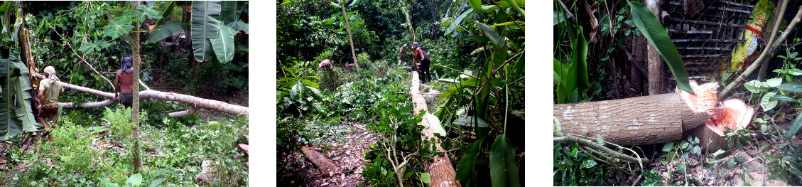 Images of tree felling in tropical backyard