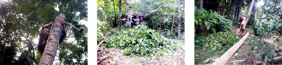 Images of trees being felled in tropical backyard