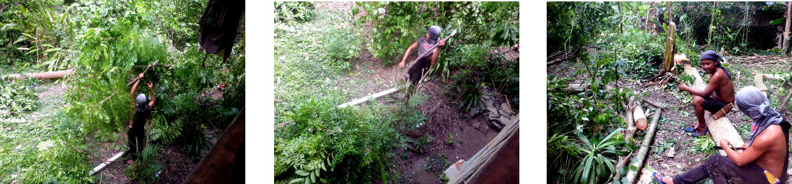 Images of work finished after tree
        cutting in tropical backyard