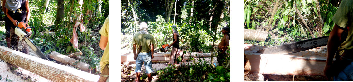 Images of men sawing planks from logs in
                tropical backyard