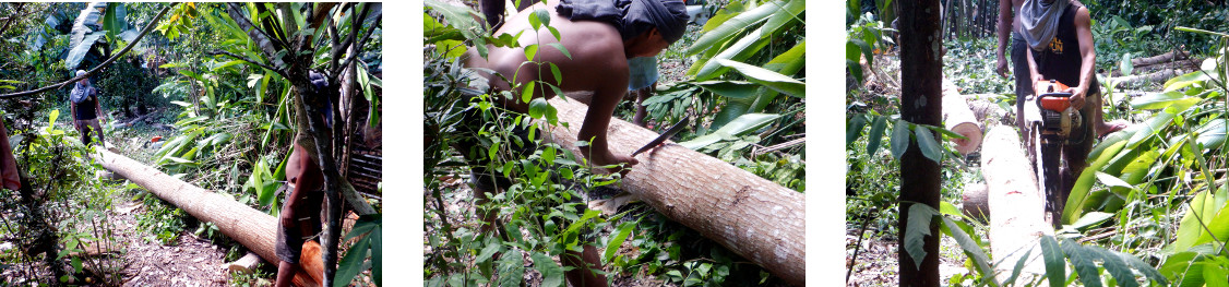 Images of planks being sawn from logs in
                tropical backyard