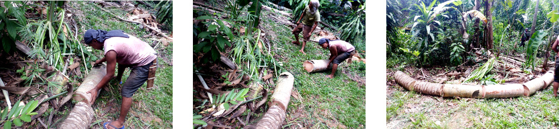 Images of placing recently cut logs in tropical
            garden