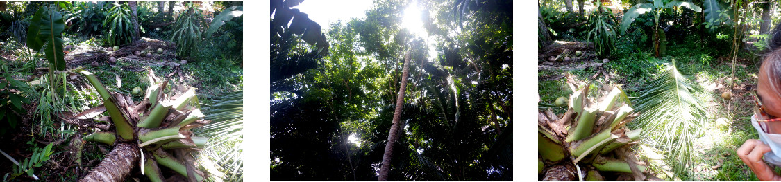 Images of cocnut tree in tropical backyard trimmed
            before felling