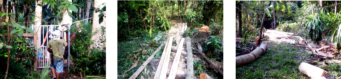 Images of lumber in tropical backyard waiting
                for collection