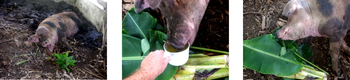 Images of tropical backyard sow exhausted after farrowing
        shortly after typhoon Rai