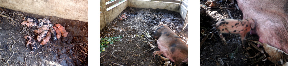 Images of newly born tropical backyard piglets