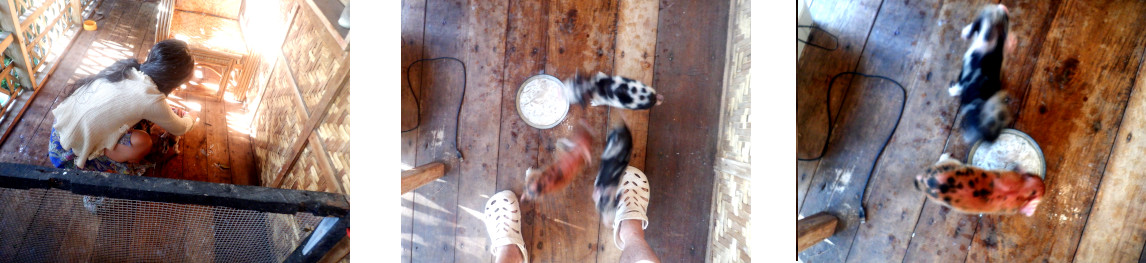 Images of orphan piglets on
                tropical balcony